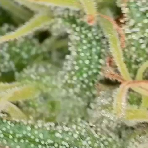 Sweet seeds 2.2 growlog timeline photo