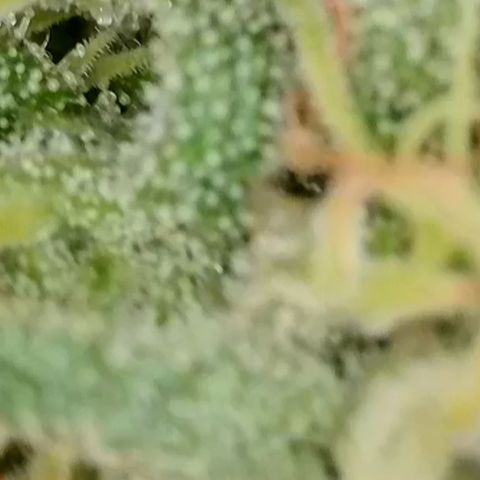 Sweet seeds 2.2 growlog timeline photo