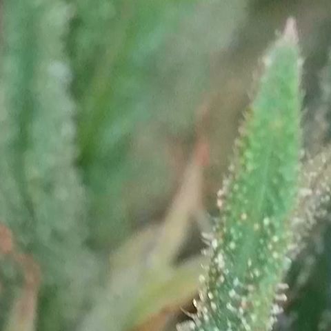 Sweet seeds 2.2 growlog timeline photo