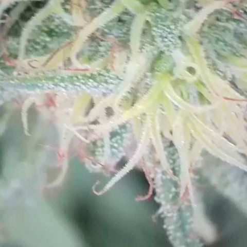 Sweet seeds 2.2 growlog timeline photo