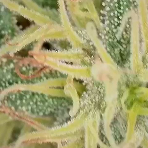Sweet seeds 2.2 growlog timeline photo