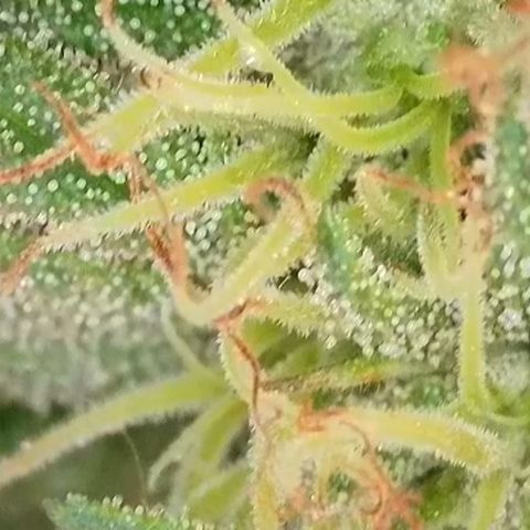 Sweet seeds 2.2 growlog timeline photo