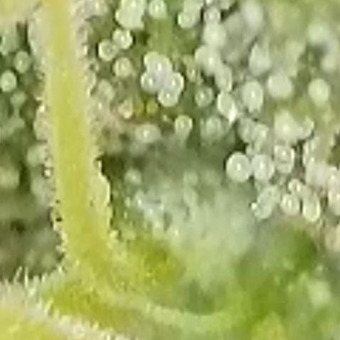 Sweet seeds 2.2 growlog timeline photo
