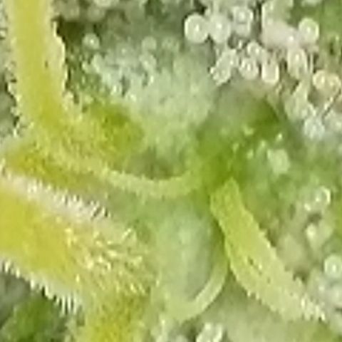 Sweet seeds 2.2 growlog timeline photo