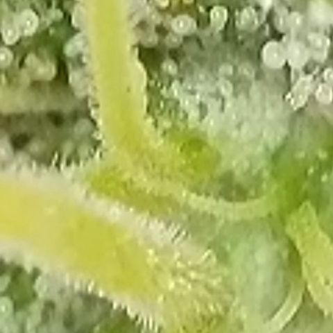Sweet seeds 2.2 growlog timeline photo