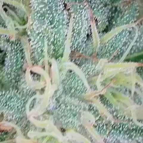 Sweet seeds 2.2 growlog timeline photo