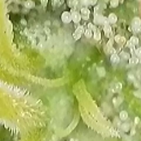 Sweet seeds 2.2 growlog timeline photo