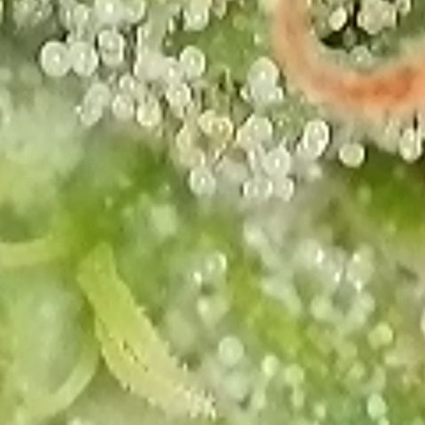 Sweet seeds 2.2 growlog timeline photo