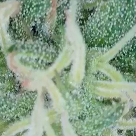 Dynamighty auto 1.2 growlog timeline photo