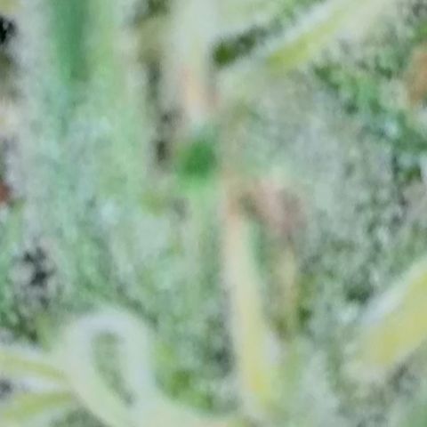 Dynamighty auto 1.2 growlog timeline photo