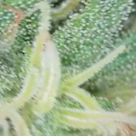 Dynamighty auto 1.2 growlog timeline photo