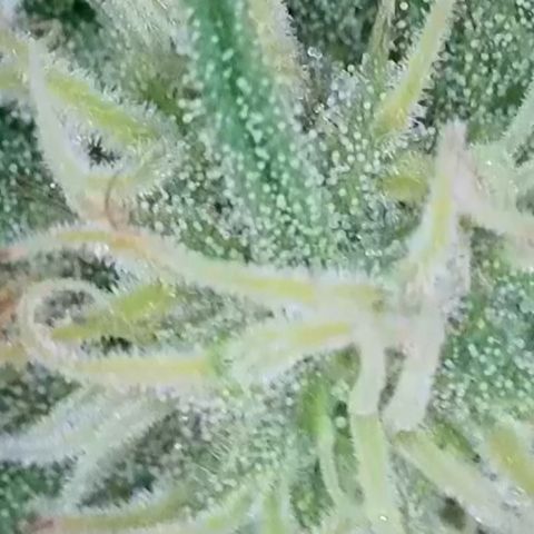 Dynamighty auto 1.2 growlog timeline photo