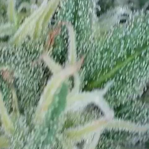 Dynamighty auto 1.2 growlog timeline photo