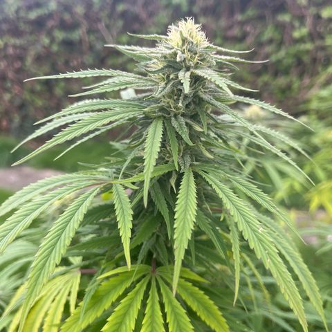 Sweet seeds 2.2 growlog timeline photo