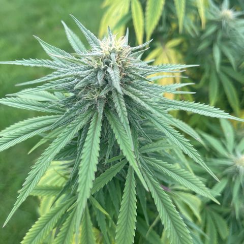Sweet seeds 2.2 growlog timeline photo