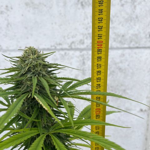 Dynamighty auto 1.2 growlog timeline photo