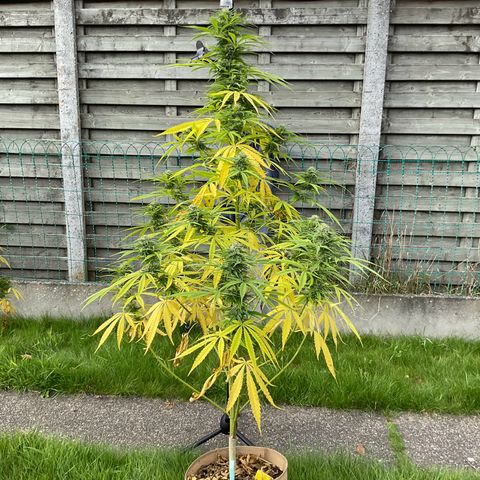 Dynamighty auto 1.2 growlog timeline photo