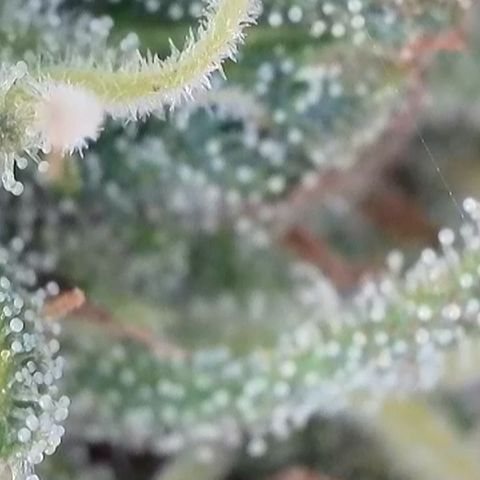 Dynamighty auto 1.2 growlog timeline photo