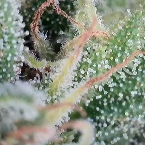 Dynamighty auto 1.2 growlog timeline photo