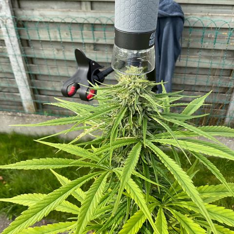 Dynamighty auto 1.2 growlog timeline photo