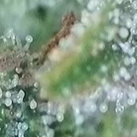 Dynamighty auto 1.2 growlog timeline photo