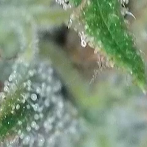 Dynamighty auto 1.2 growlog timeline photo