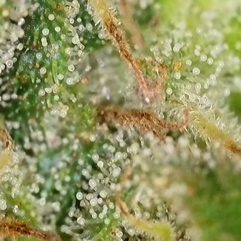 Dynamighty auto 1.2 growlog timeline photo