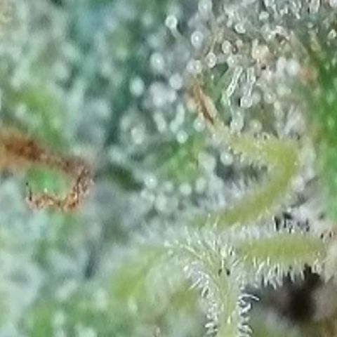 Dynamighty auto 1.2 growlog timeline photo
