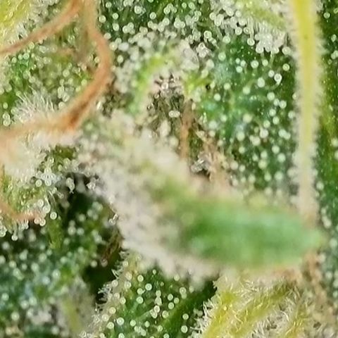 Dynamighty auto 1.2 growlog timeline photo