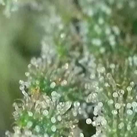 Dynamighty auto 1.2 growlog timeline photo