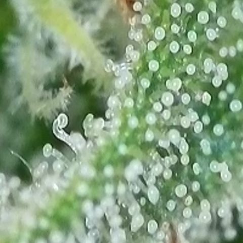 Dynamighty auto 1.2 growlog timeline photo