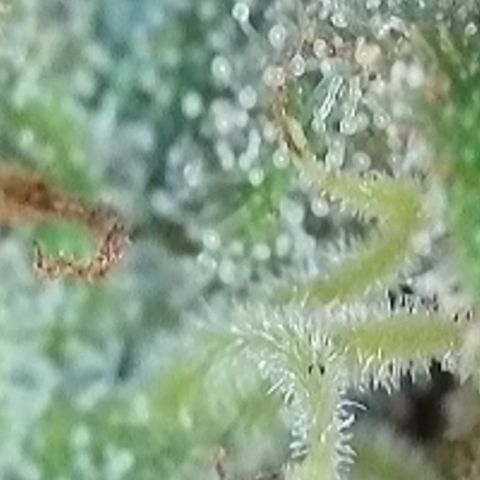 Dynamighty auto 1.2 growlog timeline photo
