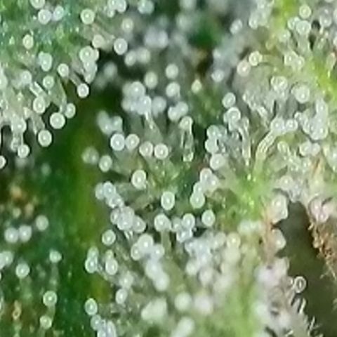 Dynamighty auto 1.2 growlog timeline photo