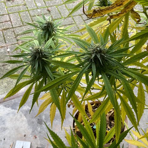 Dynamighty auto 1.2 growlog timeline photo