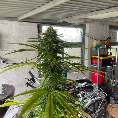 Dynamighty auto 1.2 growlog timeline photo