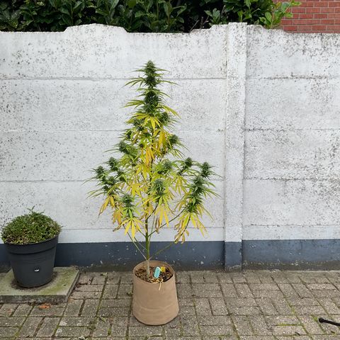 Dynamighty auto 1.2 growlog timeline photo