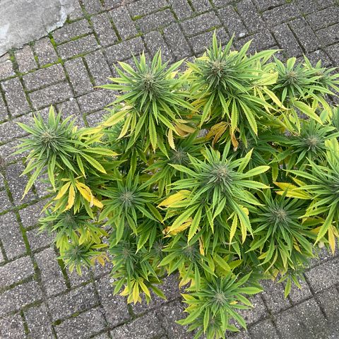 Sweet seeds 2.2 growlog timeline photo
