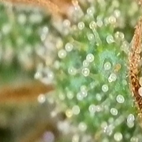 Sweet seeds 2.2 growlog timeline photo