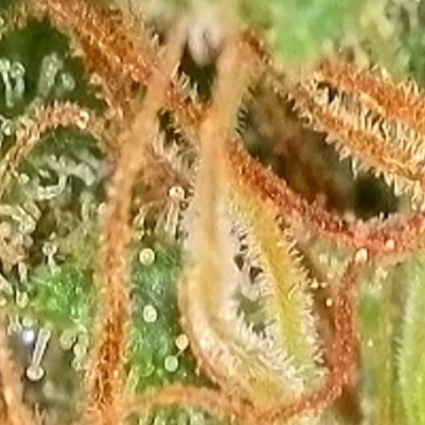 Sweet seeds 2.2 growlog timeline photo