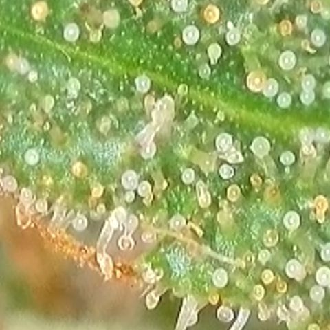 Sweet seeds 2.2 growlog timeline photo