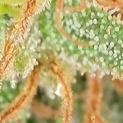 Sweet seeds 2.2 growlog timeline photo