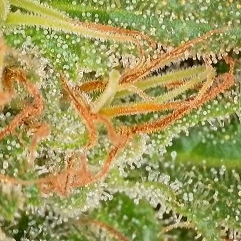 Sweet seeds 2.2 growlog timeline photo