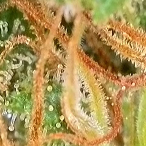 Sweet seeds 2.2 growlog timeline photo