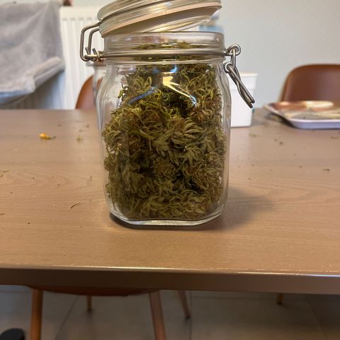 Sweet seeds 2.2 growlog photo: 25G