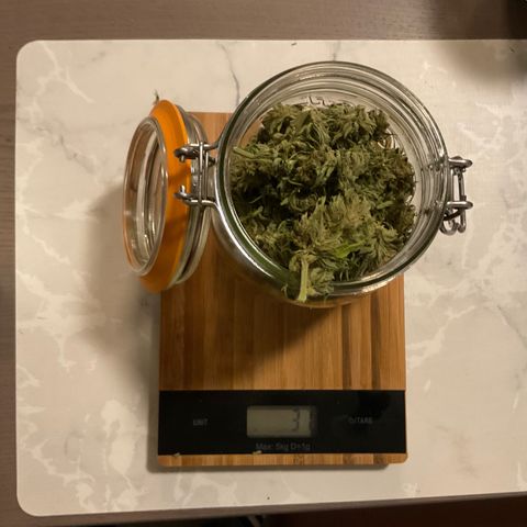 Dynamighty auto 1.2 growlog photo: 72G
