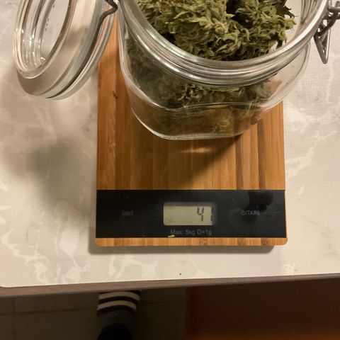 Dynamighty auto 1.2 growlog photo: 72G