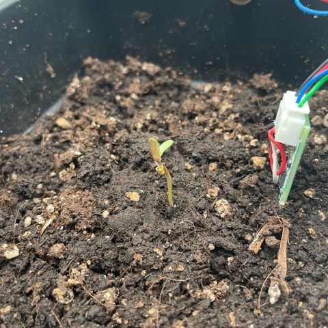 Fangorn growlog photo: ~12:00 - Sämling 2h nach Entfernung der Abdeckung