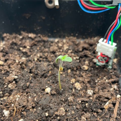 Fangorn growlog photo: 22:00
