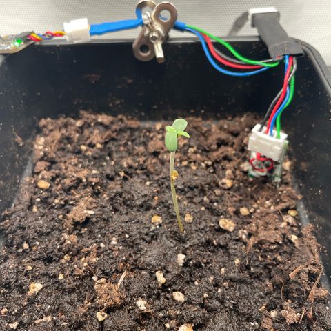 Fangorn growlog timeline photo