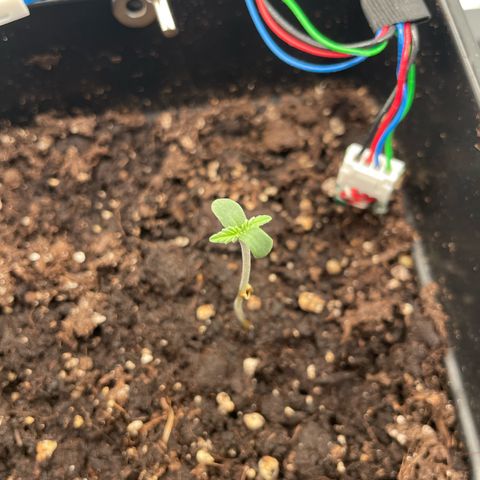 Fangorn growlog photo: 16:00